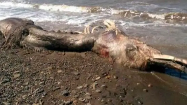 Что такое птица буревестник?