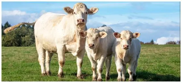 Существуют ли креповые мирты разных размеров?