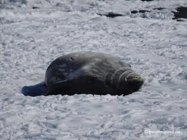 Где тюлени в заливе Хаф-Мун?