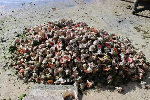 Какие банки США находятся на Багамах?