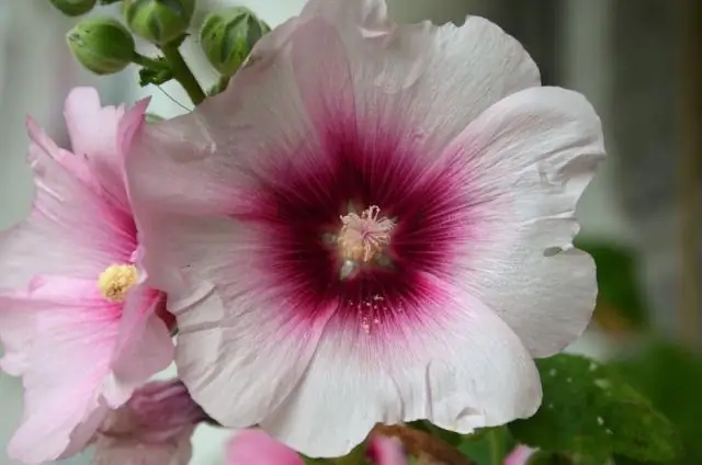 Есть ли в Исландии цветы?