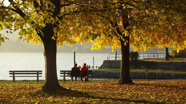 Теряют ли листья креп-мирт?