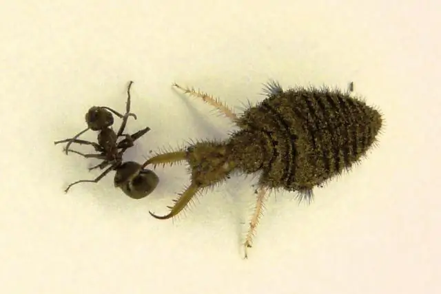 Муравейник - это муравей?