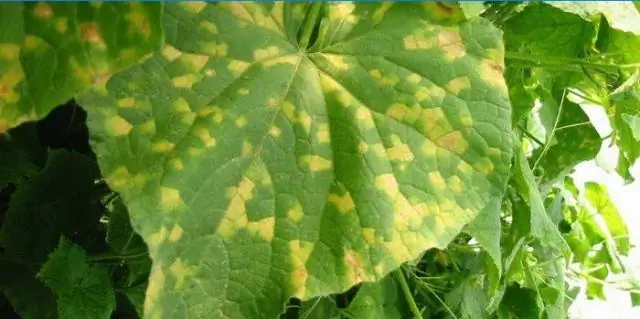 Почему река Янцзы желтая?