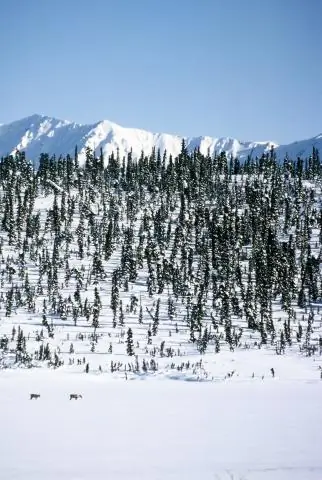 Почему у Аляски попрошайничество?