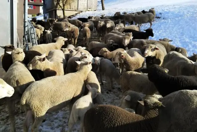 Нужна ли стрижка овец породы Дорсет?