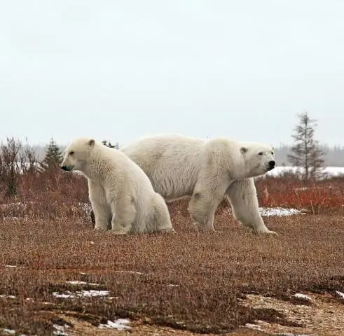 Когда лучше всего в Черчилле увидеть белых медведей?
