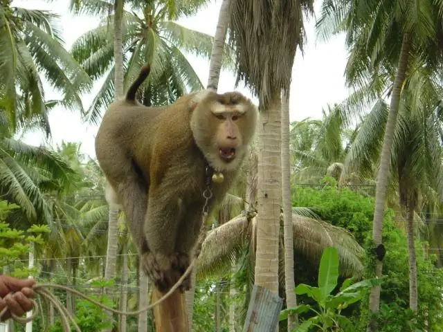 Есть ли на Самуи обезьяны?