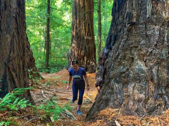 Где лучше всего увидеть секвойи в Калифорнии?