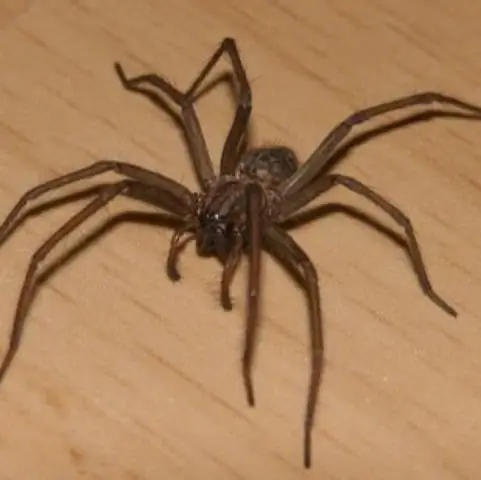 Как называется боязнь фламинго?