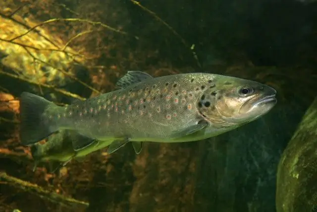 Как апачи приспособились к своей среде?