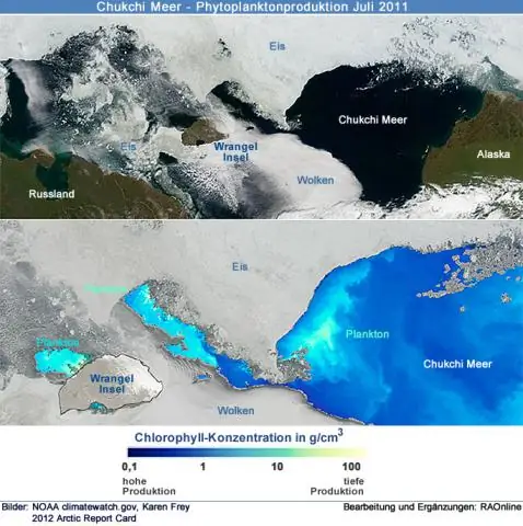 Какие травоядные обитают в Северном Ледовитом океане?