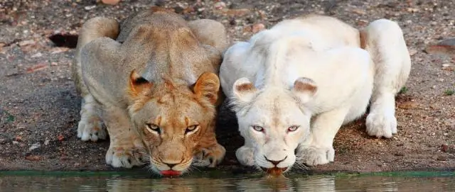 Как называются белые львы?