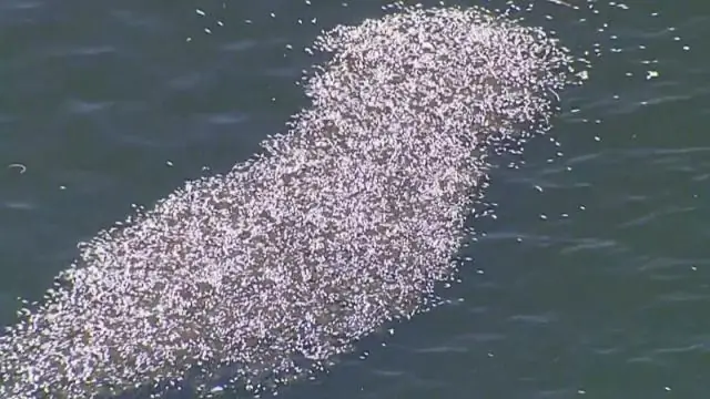Что вызывает красный прилив во Флориде?