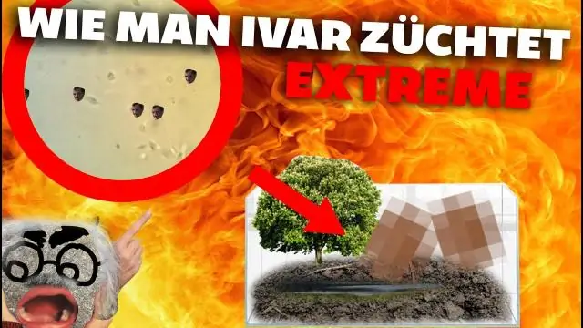 Как выращивать тыквы для скворечников?