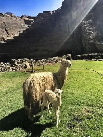 Катались ли инки на ламах?