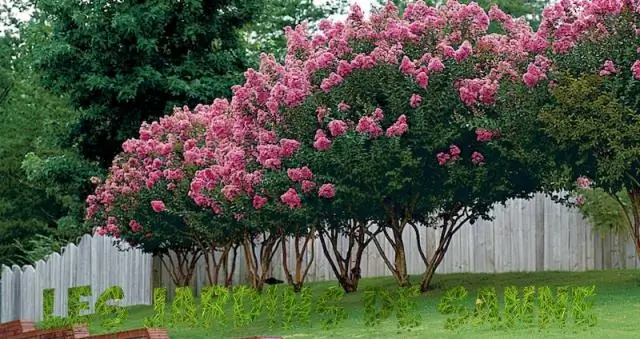 Можно ли выращивать креп мирт в Зоне 5?