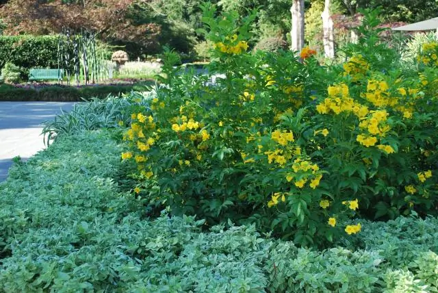 Как вы ухаживаете за эсперансой Gold Star?