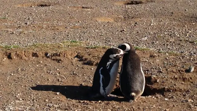 Спариваются ли магеллановы пингвины на всю жизнь?