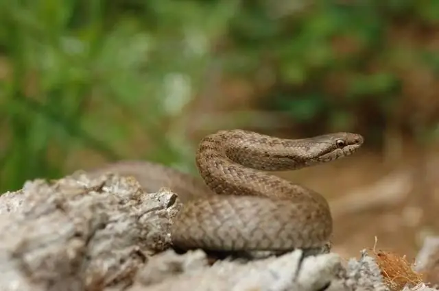 Что такое гобби-сленг?