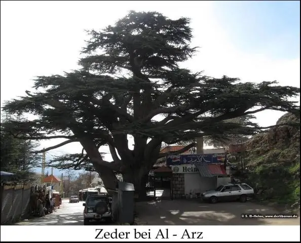 Есть ли еще кедры в Ливане?