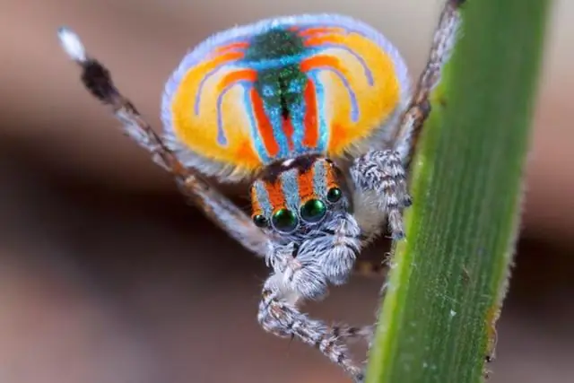 Какого цвета верхняя полоса американского флага?