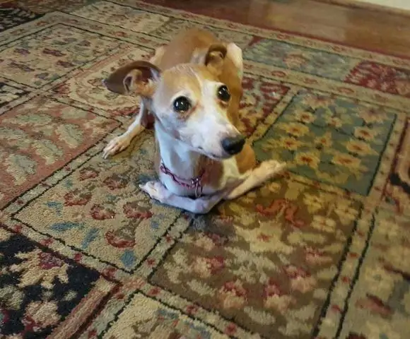 Какой гибкий тариф на рейс Greyhound?