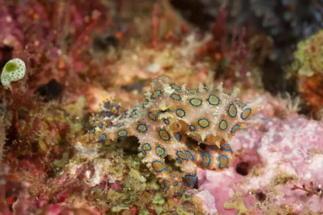 Может ли кальмар вас убить?