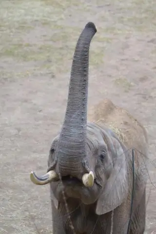 Сколько лет слону Руби?