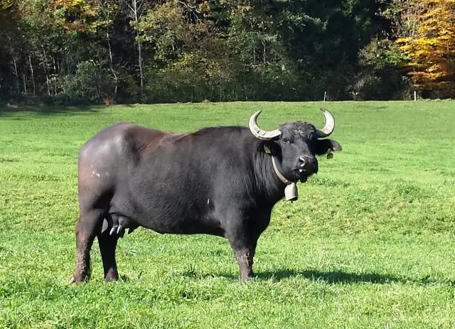 Краснодар находится в Европе или в Азии?