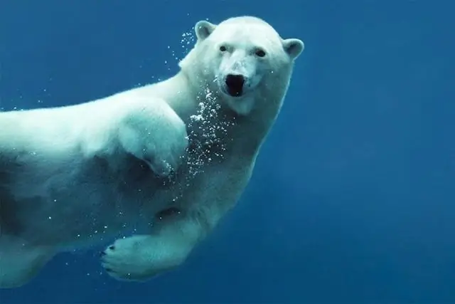 Белые медведи обитают на Южном или Северном полюсе?