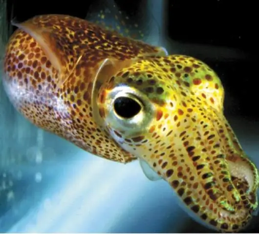 Почему у осьминога большая голова?