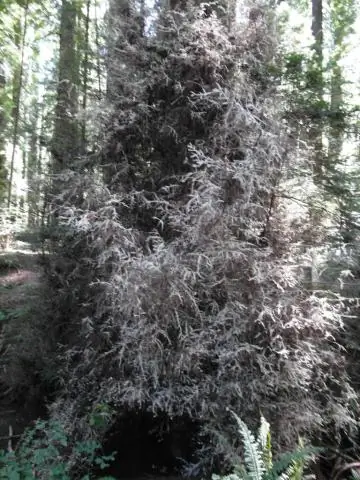 Кто посадил четыре худых дерева во дворе Эсперансы?