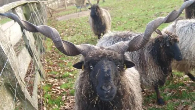 У каких пород овец есть рога?