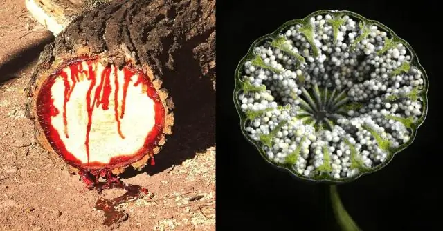 Как выглядит камнеломка?