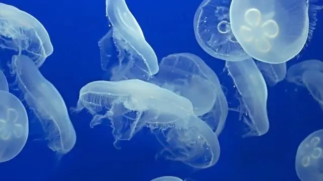 Что перемещает медузу по воде?