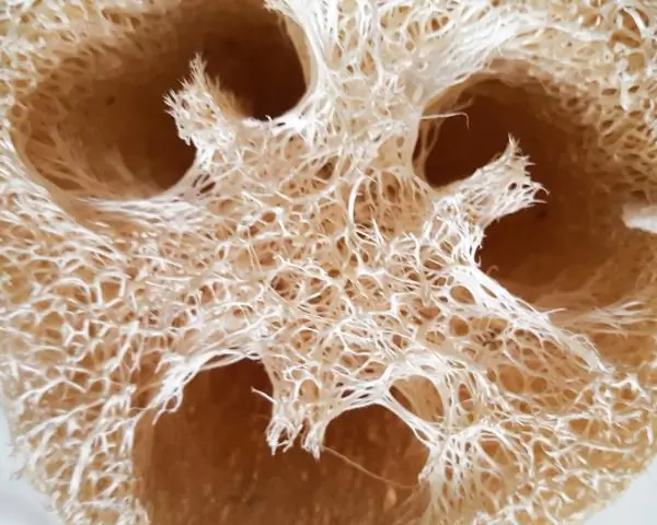 Из чего сделана губка из люффы?