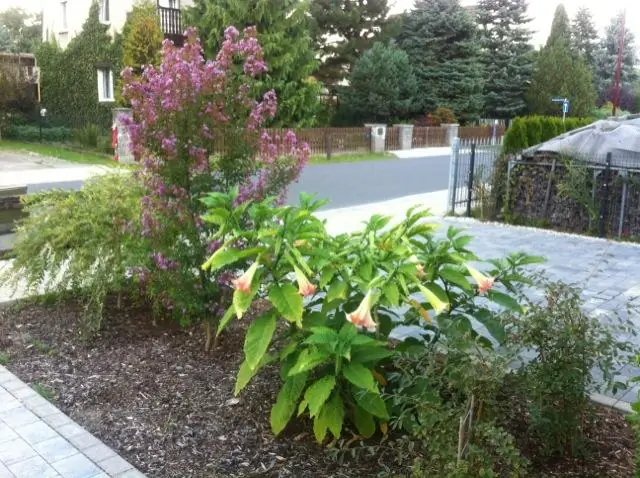 Что можно посадить под креп мирт?