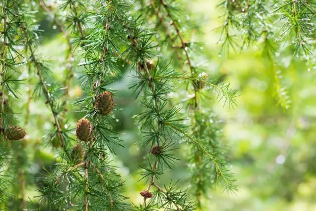 Сколько времени нужно для высыхания глянцевого герметика?