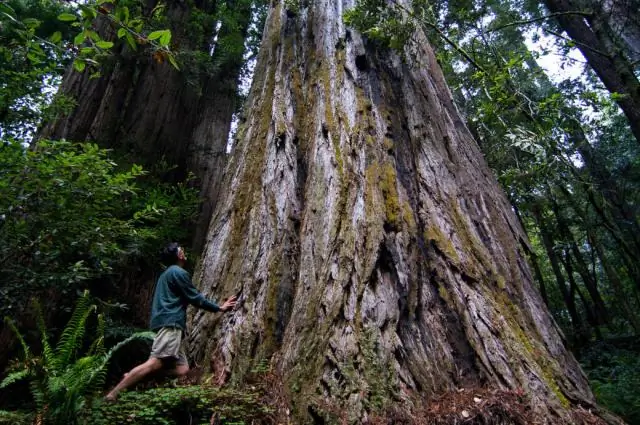 Секвойи - самые высокие деревья в мире?