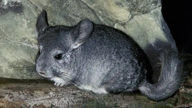 Какова длина острова Хорн?