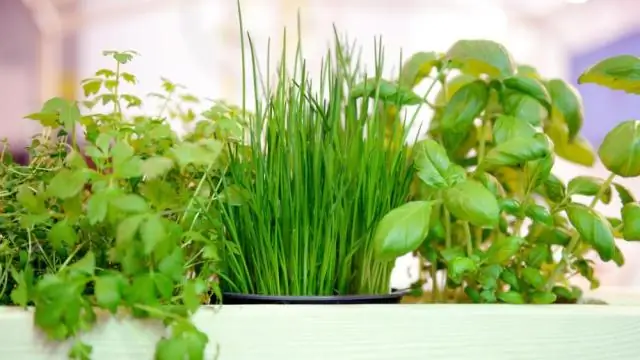 Вы можете есть семена тыквы?