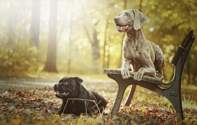 Может ли лямблии исчезнуть у собак?