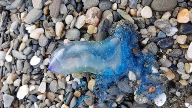 В чем смысл медузы?