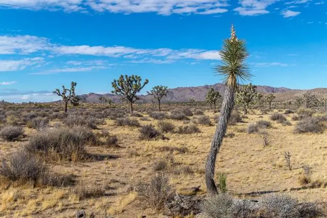 Какие коренные племена жили в Аризоне?