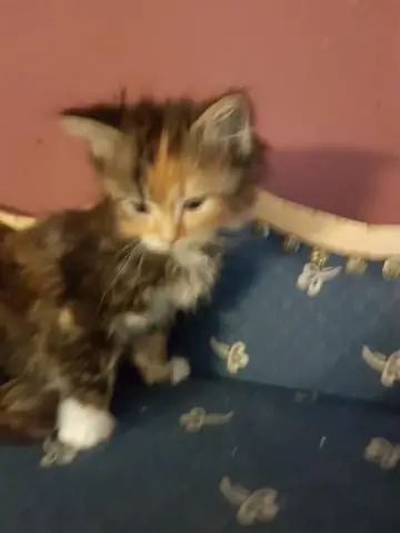 Где живут индейцы корубо?