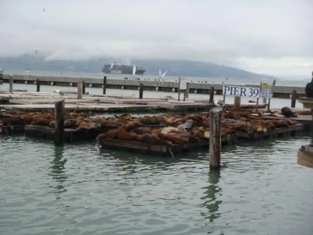 Можете ли вы пройти от Рыбацкой пристани до Юнион-сквер?
