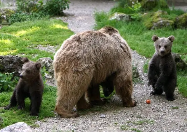 Любят ли медведицы своих детенышей?