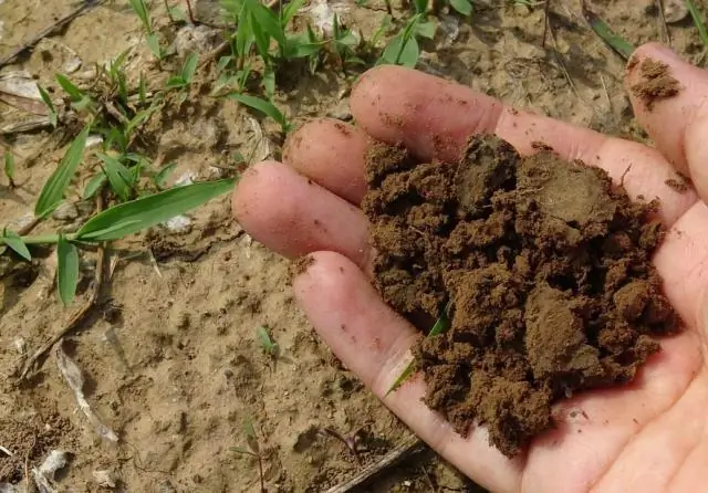 Могут ли креповые мирты расти на песчаной почве?