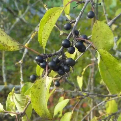 Меняются ли листья в Теннесси?